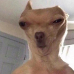 Js shoot nga's Avatar'