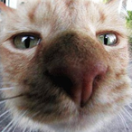 BarnHick's Avatar'