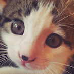 MonkeyNash's Avatar'