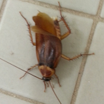 LolisHeart's Avatar'