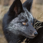 Silverfox.KGB's Avatar'