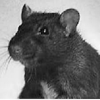 Negaum.RATOW's Avatar'