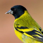 muttakin2017's Avatar'