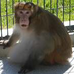 Chunky_Monkey_s's Avatar'