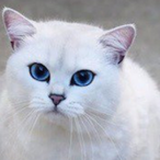 InfectedFries's Avatar'