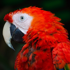 Red_Parrot's Avatar'