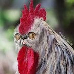 elk_'s Avatar'