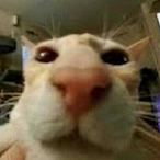 Mixelanue's Avatar'