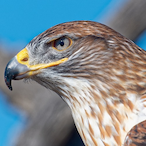 Hawk.F1's Avatar'