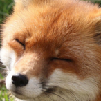 Pschye's Avatar'