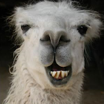 ZOO_Lhama's Avatar'