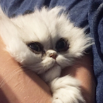 XimZenCheater's Avatar'