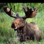 THEMOOSE.BoT's Avatar'