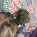 Domin8tor15's Avatar'