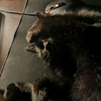 Podlukaaaaaaaas's Avatar'