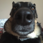 LowIQ.HighPing's Avatar'