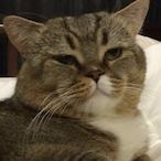 BujibuChempel's Avatar'