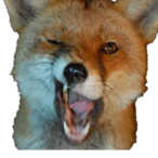 stefan_fox's Avatar'