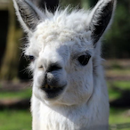 StxpSwervinn's Avatar'