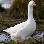 Goose_PP's Avatar'