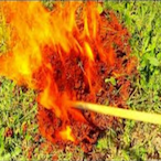 Flame_Grass's Avatar'