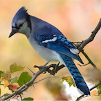 aquajay2021's Avatar