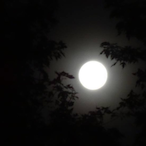 PHOENIXZERO's Avatar