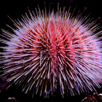 SinisterShift's Avatar'