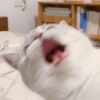 SKSENPAI's Avatar'