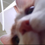 catmil2115's Avatar'