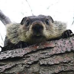 ThatDamBeaver's Avatar'