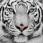 WHITETIGER457's Avatar'