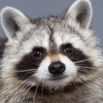 HeyFetsLuckOnTtv's Avatar'