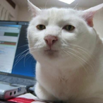 Ohnopotatoes's Avatar'