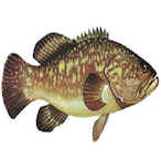 Spam.Karaio's Avatar'