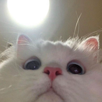 tenko.'s Avatar'