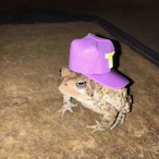 BIGGY cheezy's Avatar'