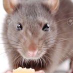 josephrogan's Avatar'