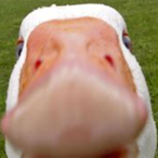 honkmf's Avatar'