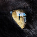 SGTPusto.VsG's Avatar'