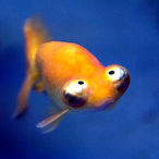SlipperyFish1's Avatar'