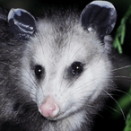 Daytripper.'s Avatar'