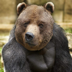 roadmanshaq64's Avatar'