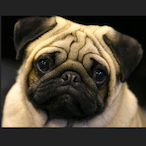 pugiscute's Avatar'
