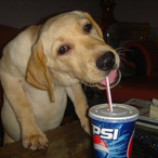Pankus__'s Avatar'