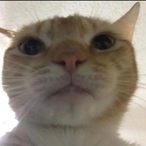PizzaTimePNG's Avatar'