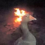 Duck_of_Cinder's Avatar