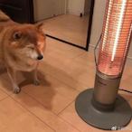 keklittlerackley's Avatar'