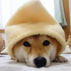 SSShiba's Avatar'