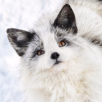 redforestfox's Avatar